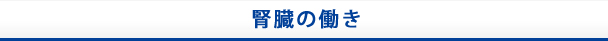 腎臓の働き